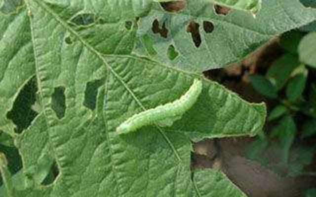 种菜教授 有效彻底灭杀菜青虫的一个非农药方法 知乎