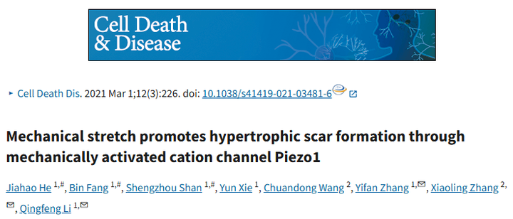 機(jī)械牽張通過機(jī)械激活的陽離子通道 Piezo1 促進(jìn)增生性瘢痕的形成
