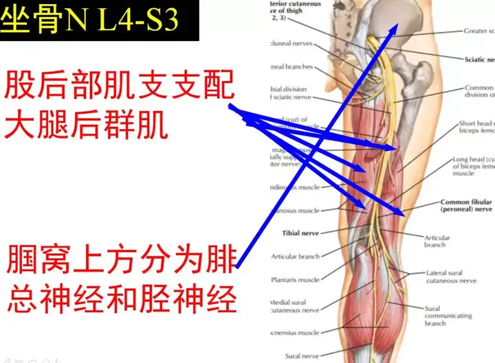 腰骶关节的上下缘,腰骶关节劳损插图24 腰骶关节的上下缘,腰骶关节劳损插图24