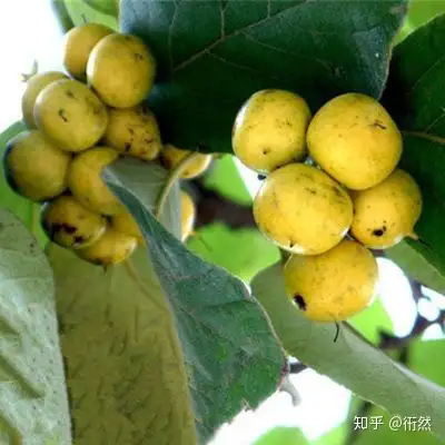 湖南地区的一种野果是什么名字? - 知乎