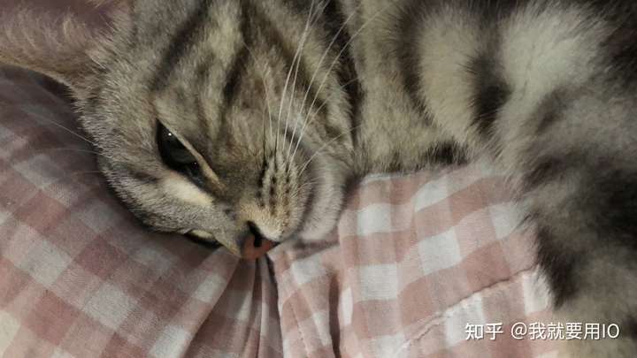 如何让猫在晚上睡觉?