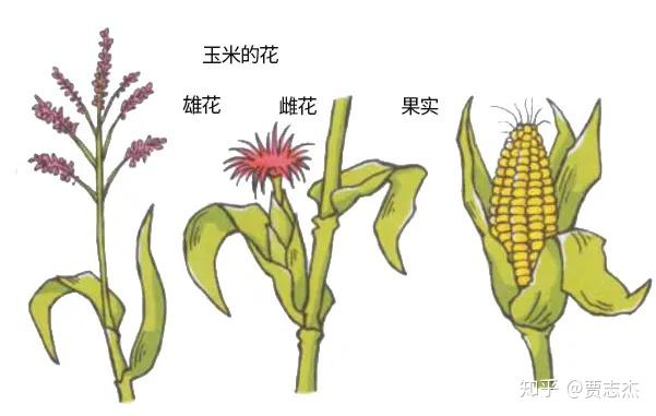 玉米雄穗结构图图片