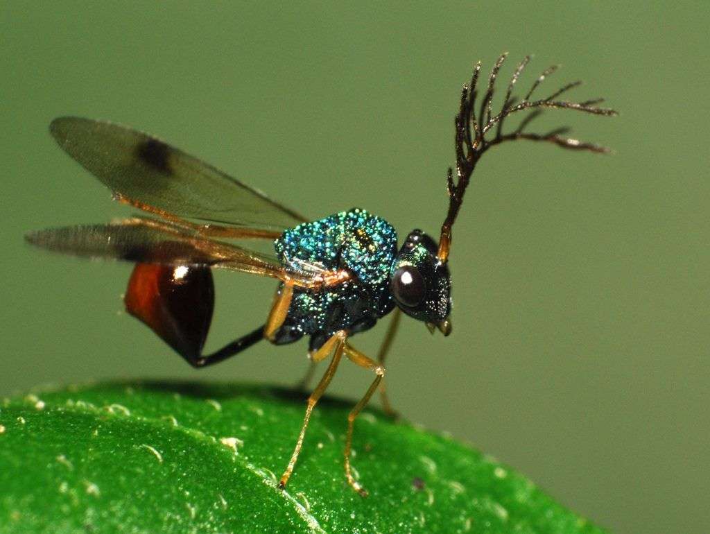 环形剧场现任负责人 的想法: 蚁小蜂科eucharitidae和圣餐eucharisti