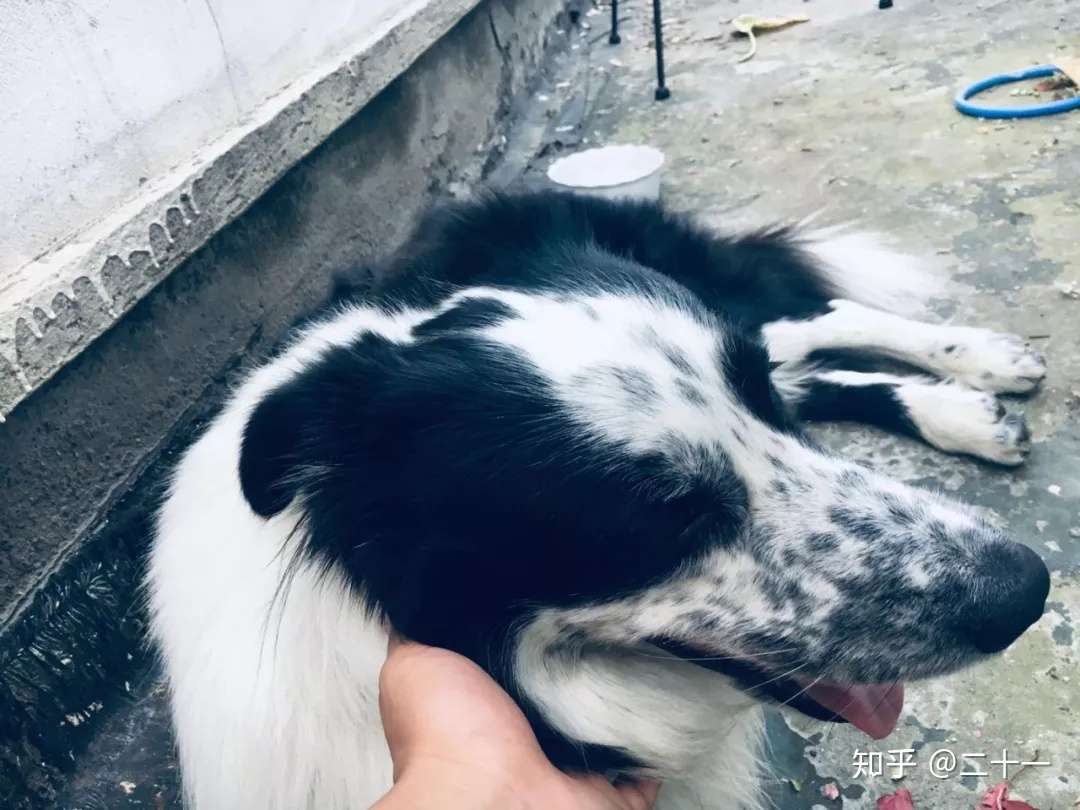 家中有主子的人要注意 这几种植物对动物有剧毒 知乎