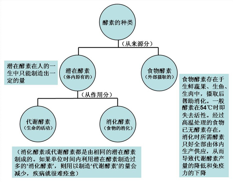 益生菌和酵素有什么关系 两者对肠胃有什么作用 知乎