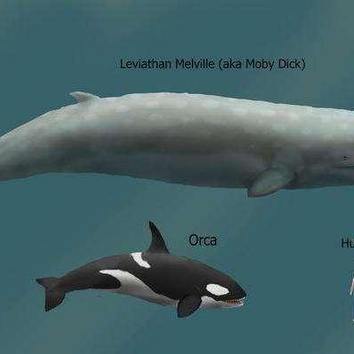梅尔维尔鲸vs图片