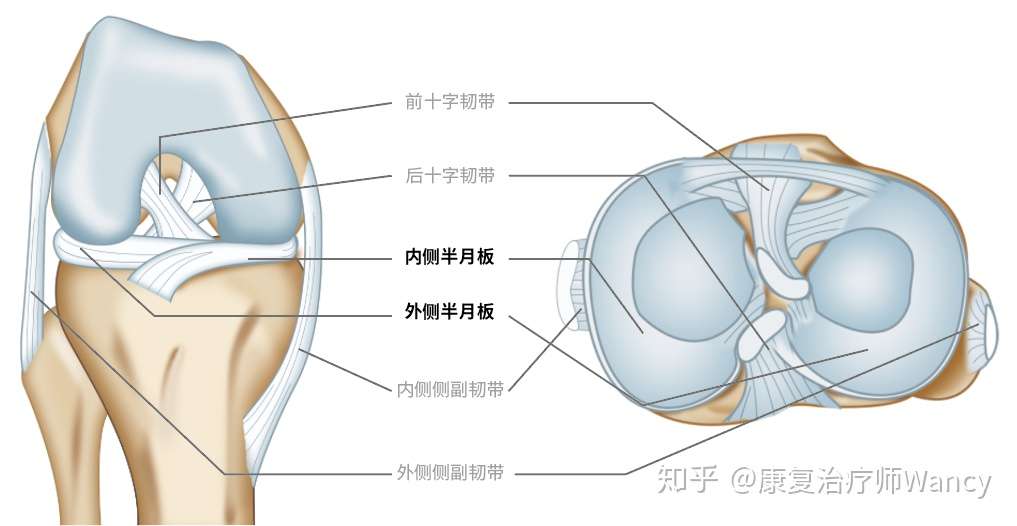 半月板修复术后康复指南 知乎