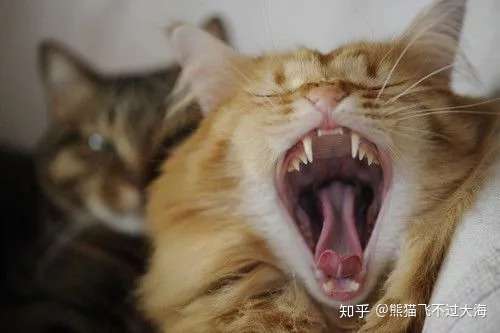 猫口角炎流口水 知乎