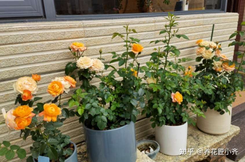 北方冬季寒冷夏季炎热 八种花可以露天栽培 它们不怕冷不怕热 知乎