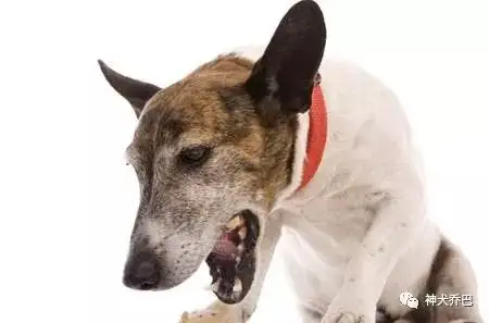 神犬乔巴 狗狗肠胃问题 胃炎 知乎