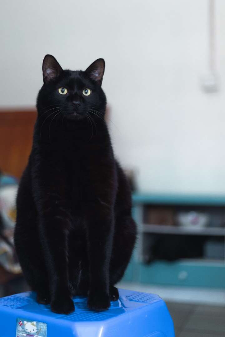 想康康你们的田园猫!