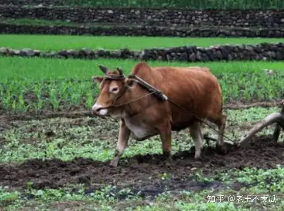 我家有头躺平牛 知乎