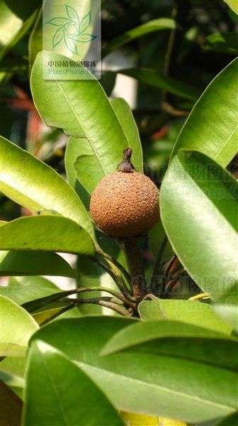 山榄科  铁线子属  人心果