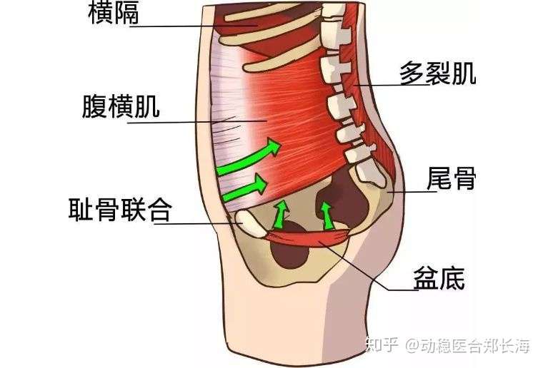 盆底肌不得不知的秘密 二 知乎