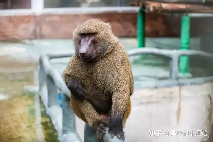 自然界有哪些脾气暴躁的动物？ - 知乎