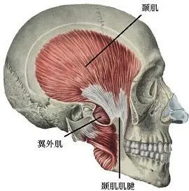 颞肌的作用图片