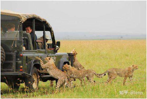英国bbc拍了《大猫日记》系列, 剧组跟踪了狮子,花豹和猎豹家族十多年