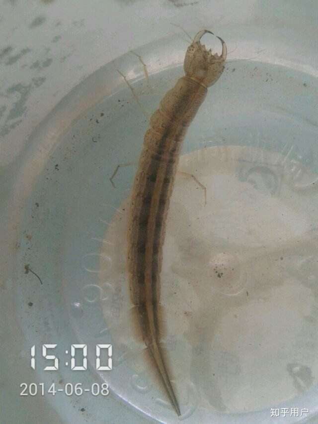 有种幼虫吃了我虾塘里的虾苗!不知道什么品种,希望各位大佬能帮下我!