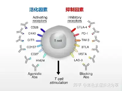 所以,針對這些抑制因素的藥物,也被統稱為免疫檢查點抑制劑.