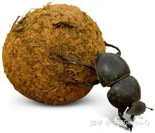 对自然界来说你的重要性可能还不如一只屎壳郎