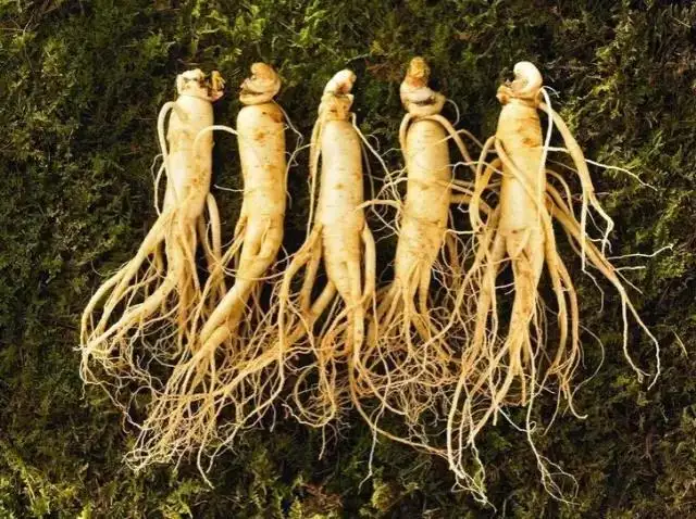 都是 参 西洋参 人参 党参 丹参到底有什么不同 知乎