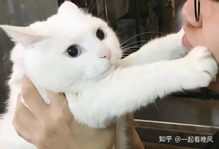 为什么猫咪亲一下可以，很多下就不行？