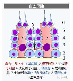 血睾屏障是怎样形成的?