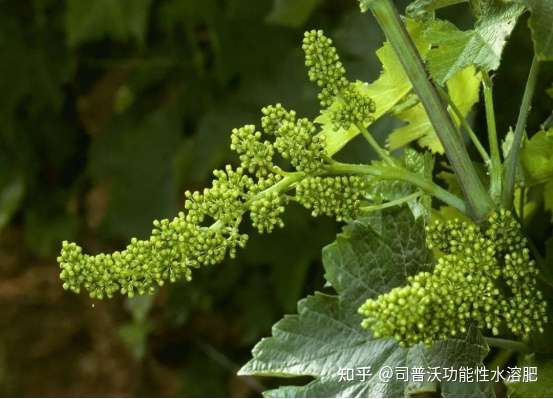 葡萄的花芽分化过程和管理 你了解多少呢 快与司普沃一起来看看 知乎