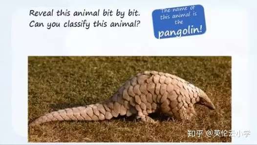 英国小学year3年级科学课 Vertebrates And Invertebrates 知乎