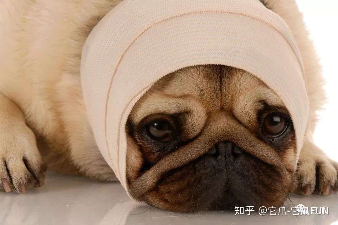 致命的狗狗脑膜炎和脑炎真不是老年犬专利 知乎