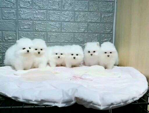 立耳土狗小时候 v2-52da84df4f1ea4f782c25eed4d24fc59_720w.jpg?source=1940ef5c