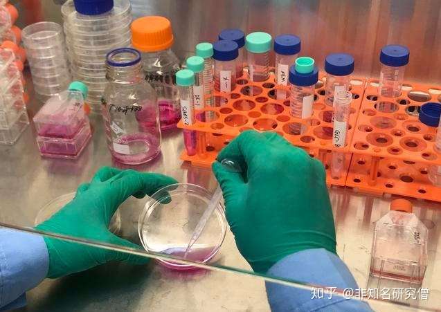 经验分享细胞传代怎么做新手入门需要知道这几点