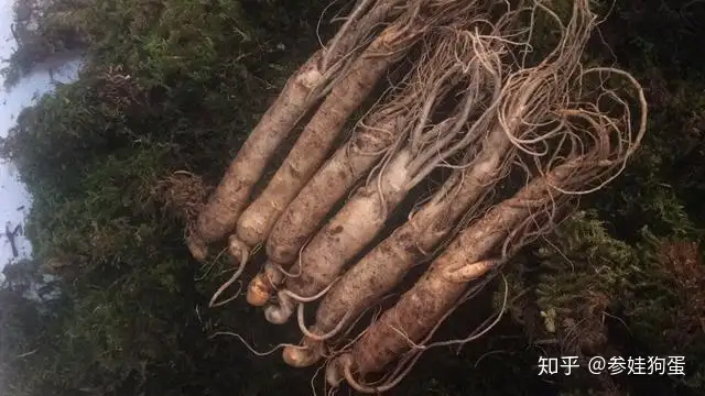 鲜人参如何买 怎样保存 参娃狗蛋这几点建议值得看 知乎