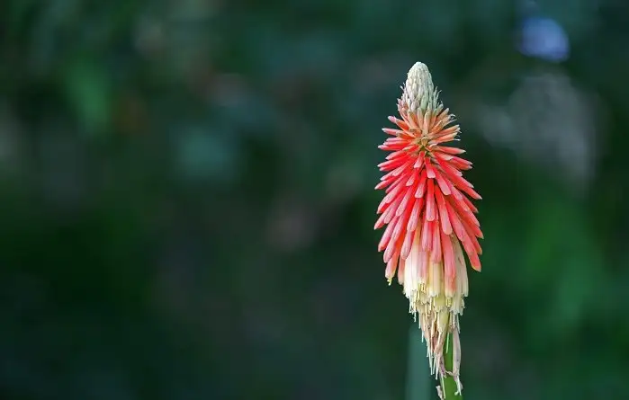 8月上旬诞生花 知乎