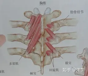 多裂肌和竖脊肌位置图图片