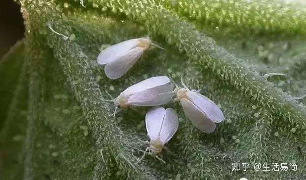 盆栽植物最怕这5种虫害 快来看看如何解决它们吧 知乎