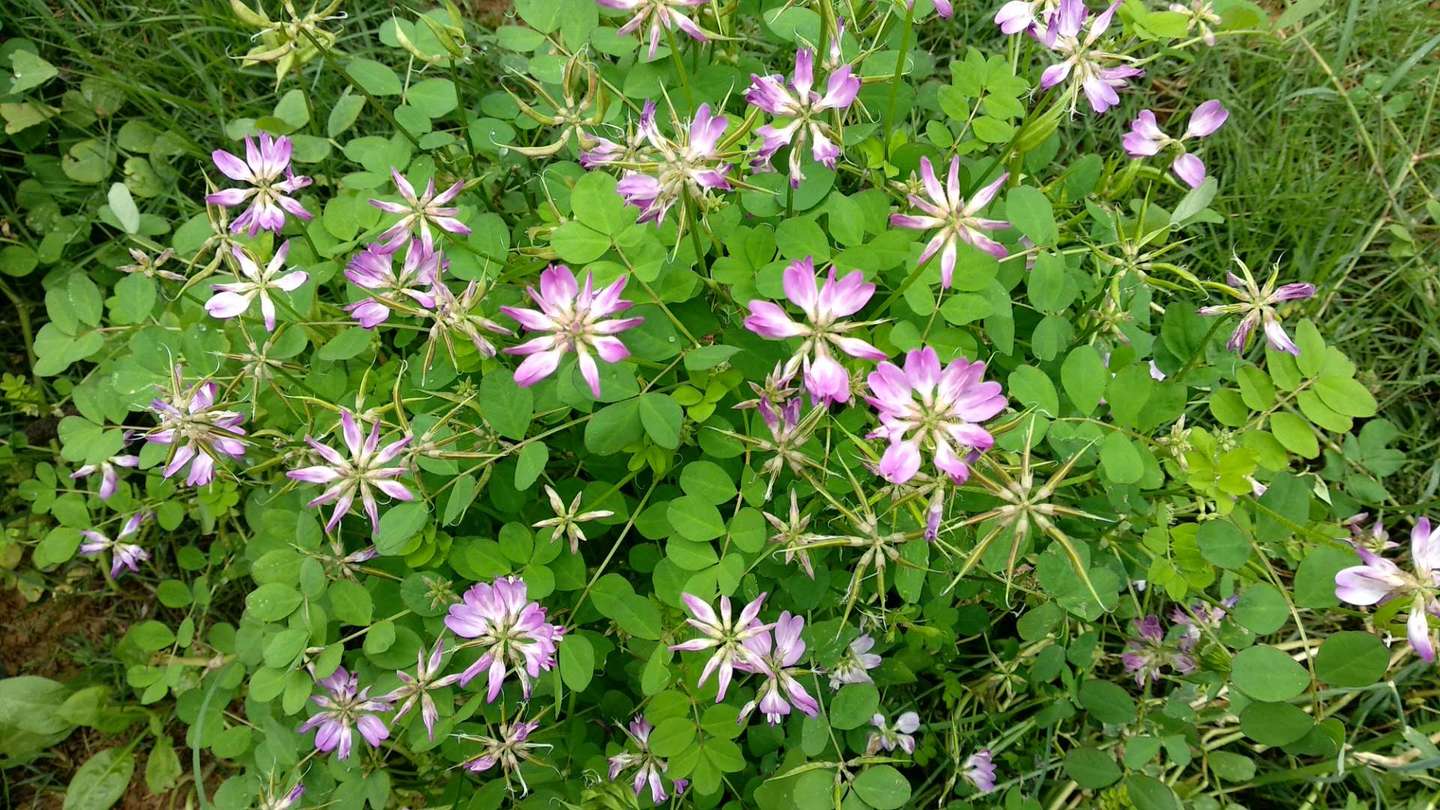 小时候的小野花小野草 你叫的出名字吗 知乎