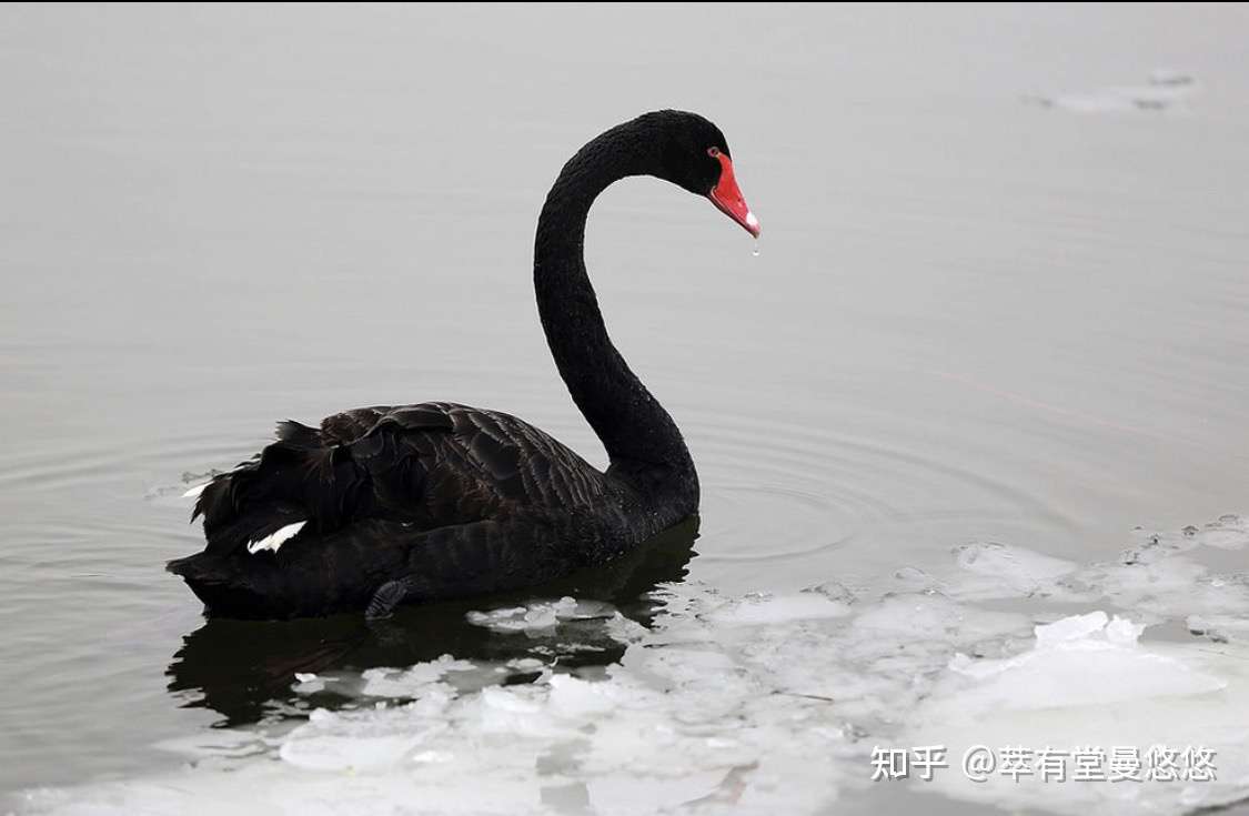 塔勒布的黑天鹅里哪句话印象深刻