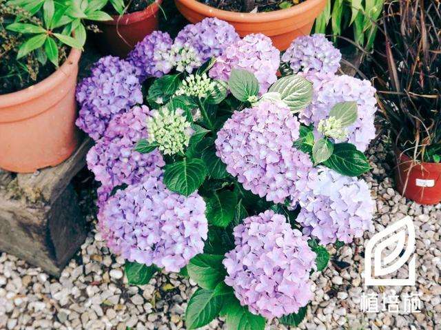 植培施 八仙花hydrangea Macrophylla 落叶灌木类栽培手册 知乎