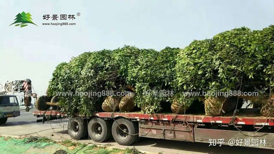 桂花树如何越冬 知乎