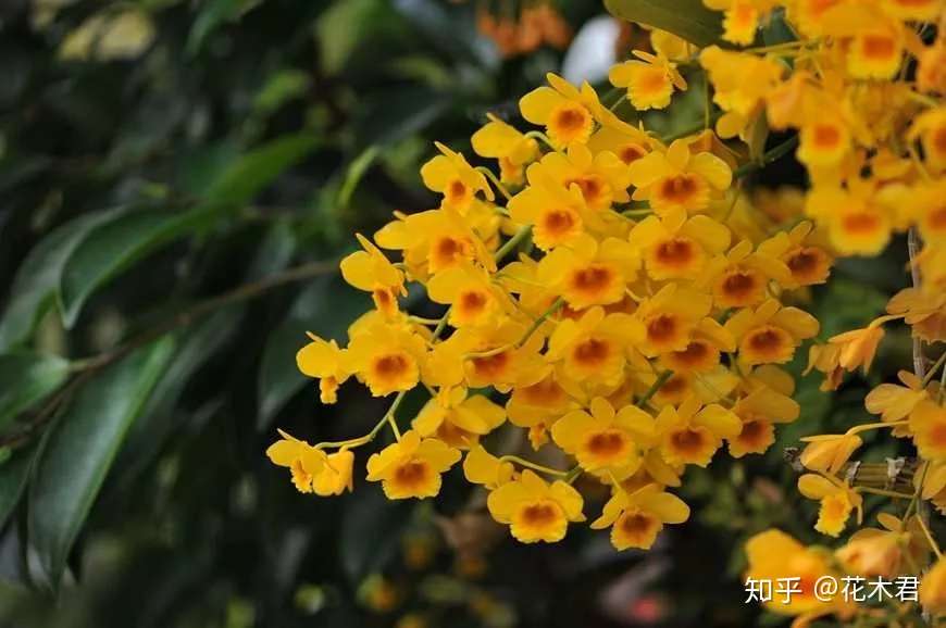 国家 级保护濒危珍稀物种 球花石斛和密花石斛 知乎