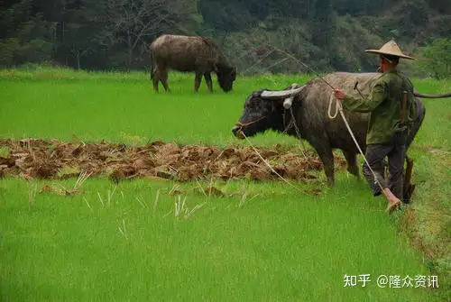 节后“开门红”	，磷酸一铵市场牛！