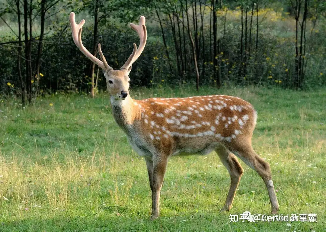 鹿的种类 知乎