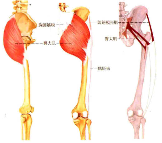 比如股四頭肌,和內收肌群,可以看出外側頭和內側頭的力線相反的,要