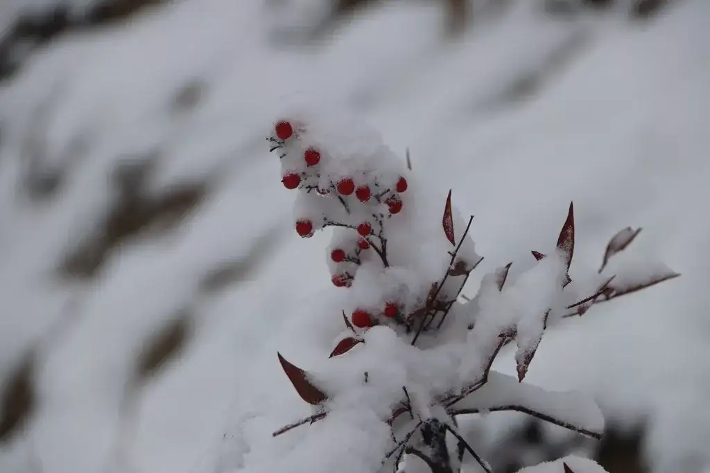 雪球自然观察 观顶的雪 知乎