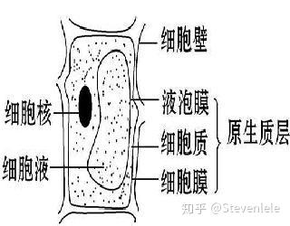 液泡发生质壁分离的时候,细胞的体积会随着变小吗?