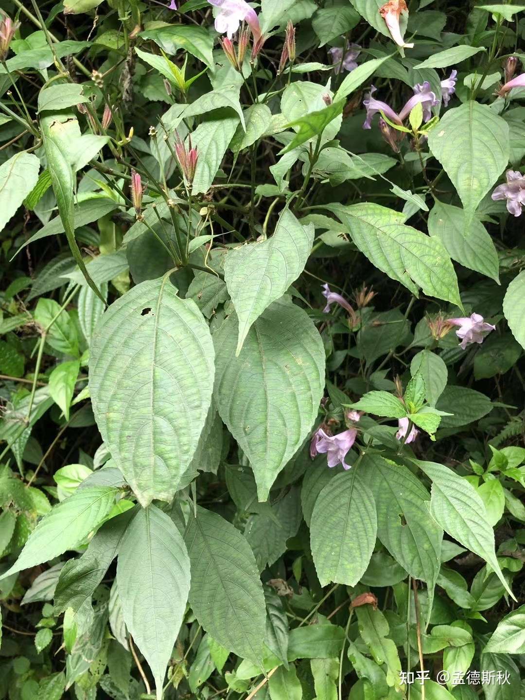 孟德斯秋 的想法: #路邊植物園# 青城山上的板藍,爵床科板… - 知乎