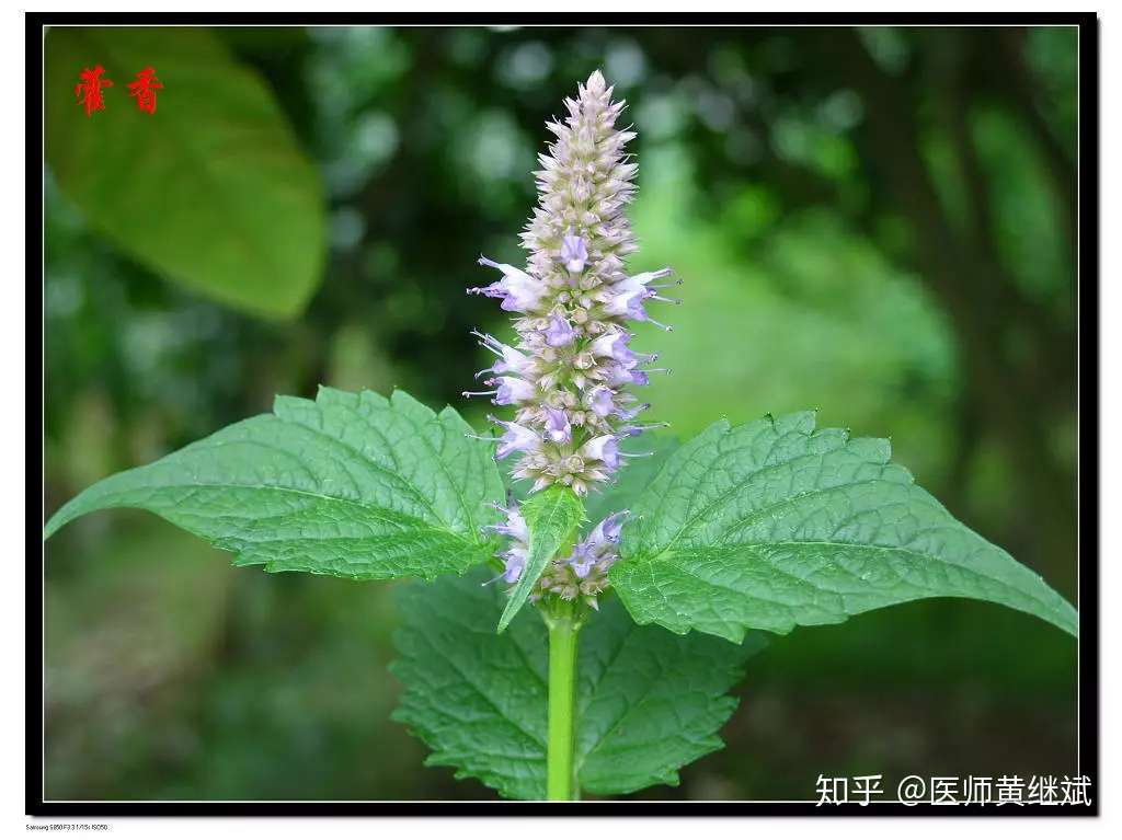 从白苔的进与退 谈及两个祛湿化浊的经典方剂 知乎