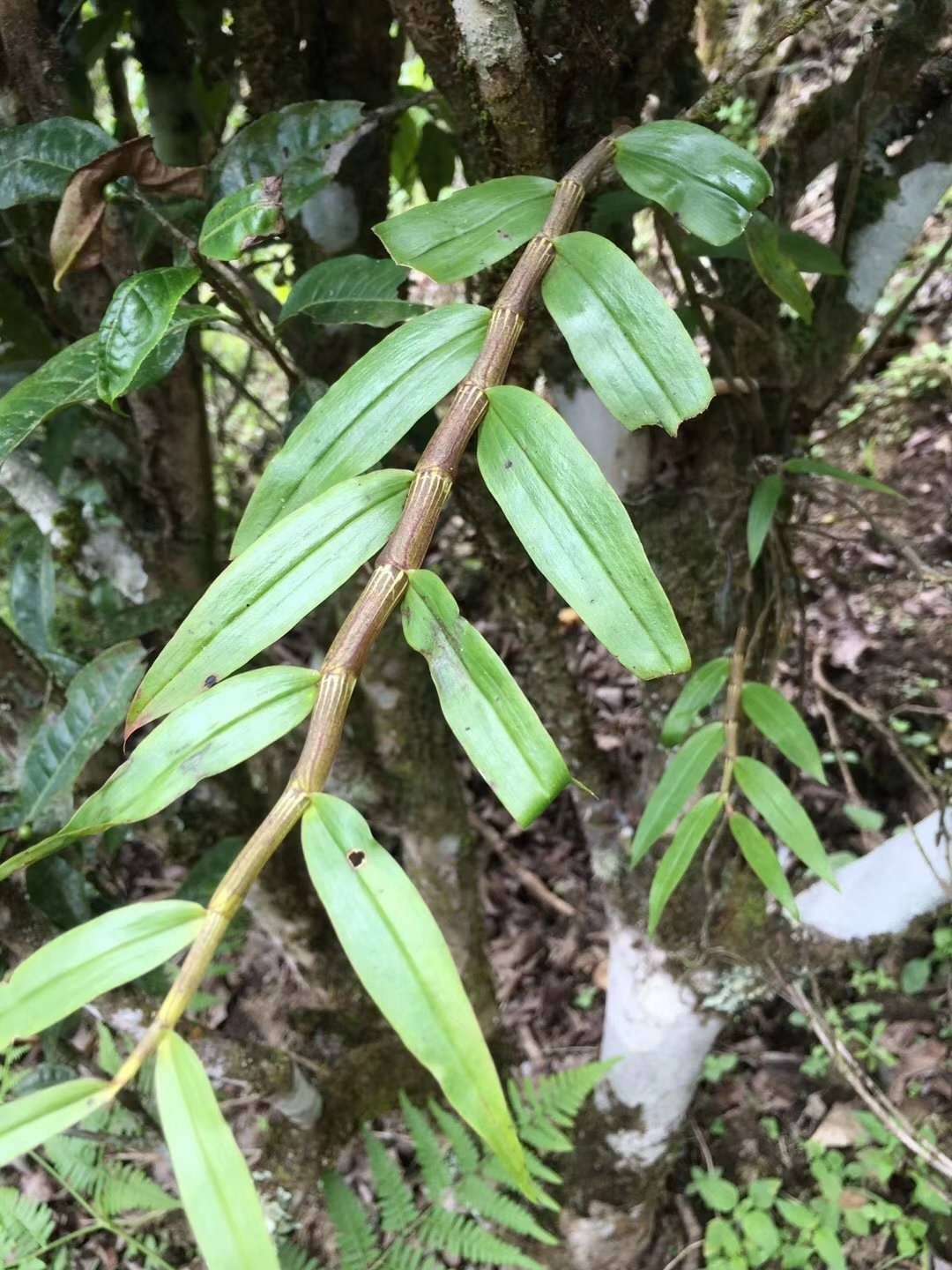 寄生在茶树上的珍稀宝贝,野生石斛