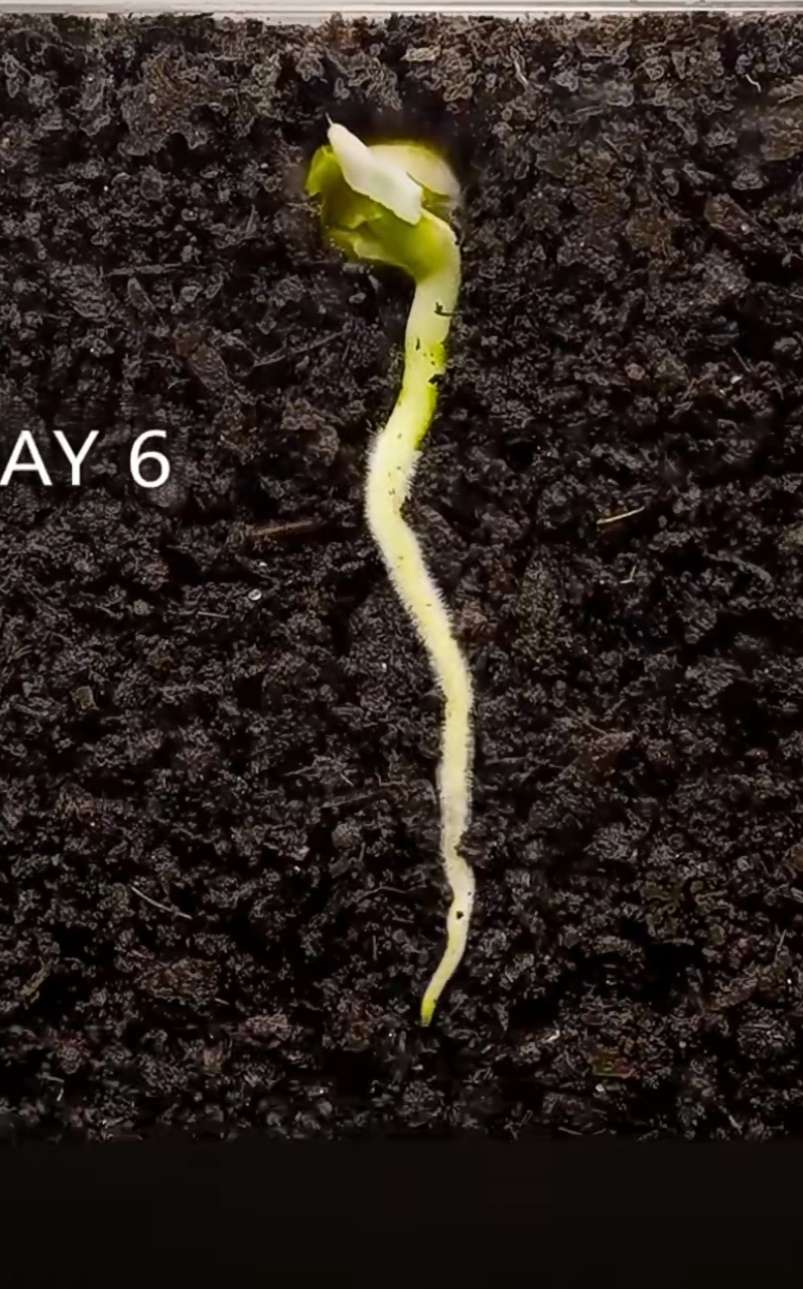 道可道 的想法: 一粒向下扎根的种子,从中你能看到什么?… - 知乎